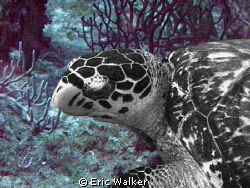 Turtle by Eric Walker 